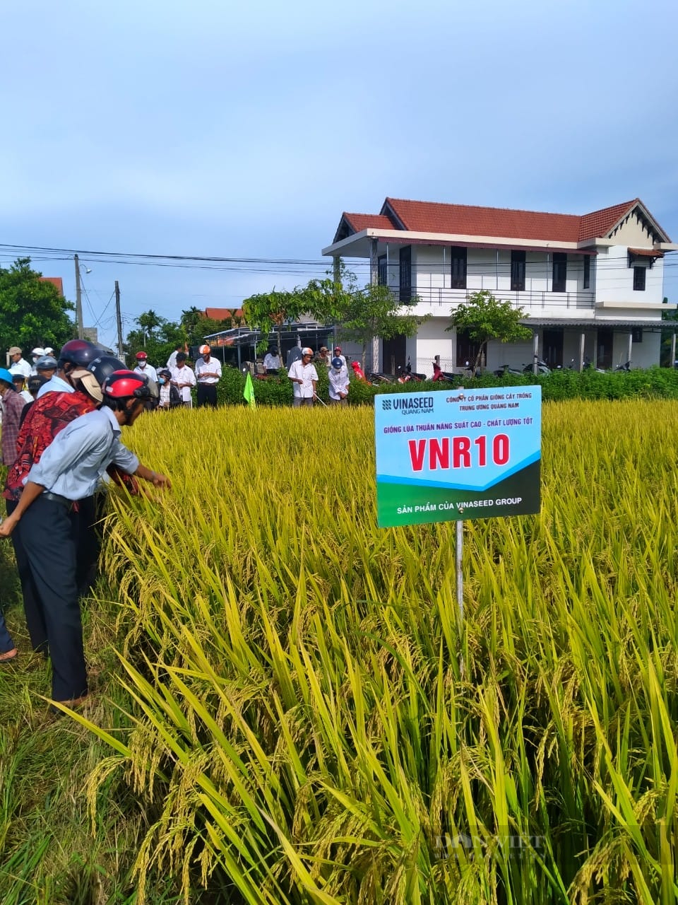 Giống lúa chín vàng rực, nông dân Thừa Thiên – Huế say đắm - Ảnh 1.