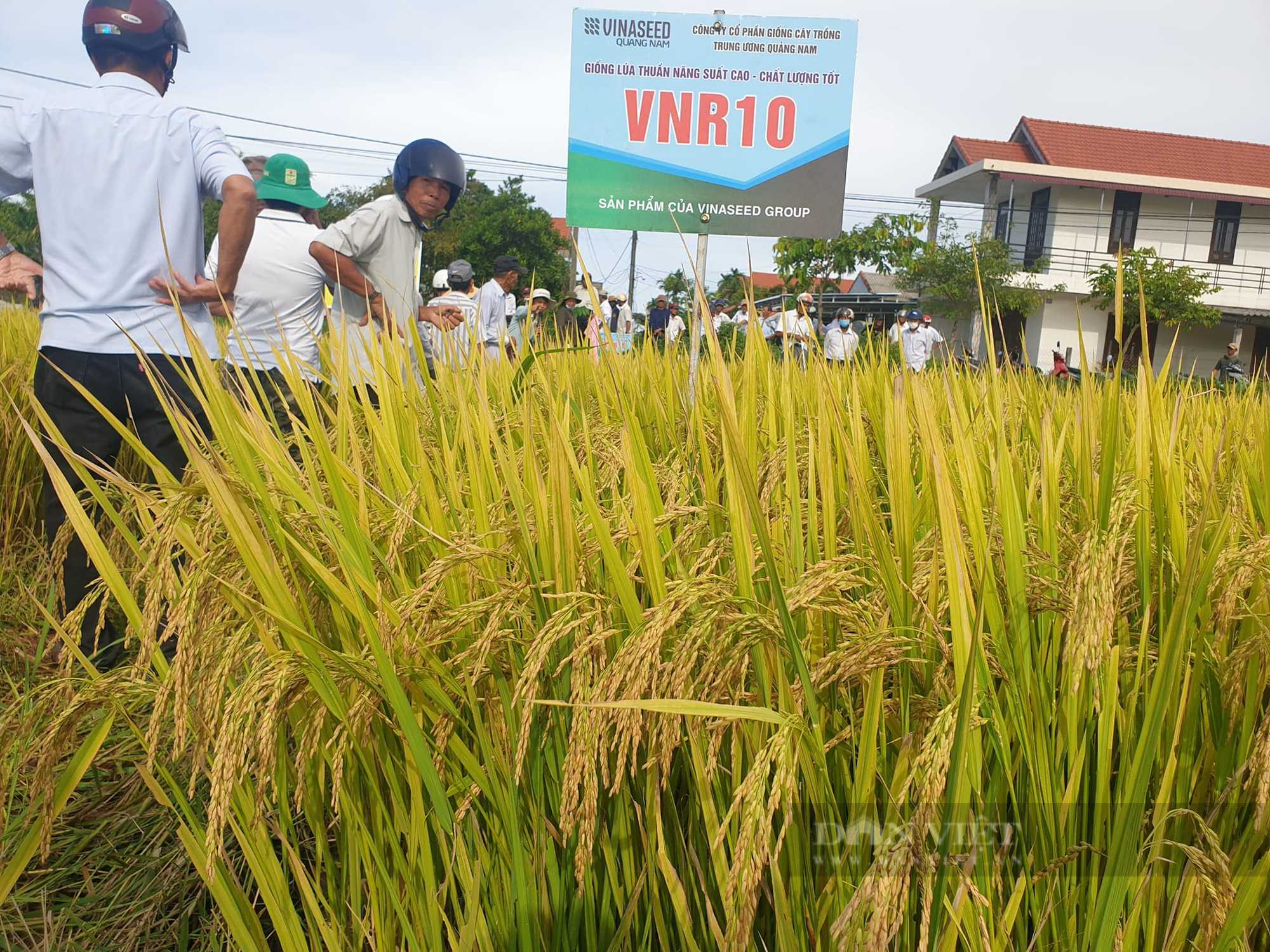 Giống lúa chín vàng rực, nông dân Thừa Thiên – Huế say đắm - Ảnh 5.