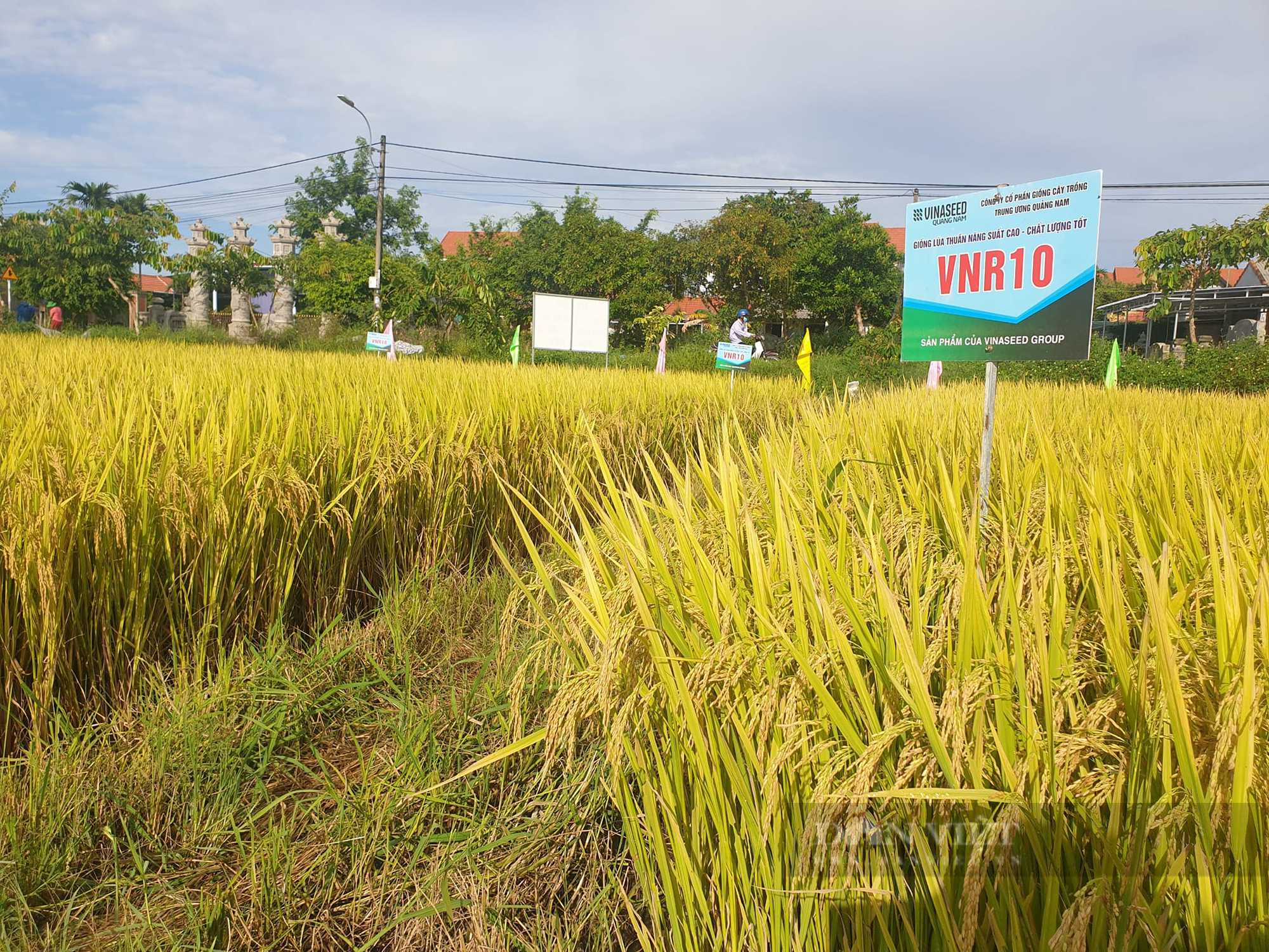 Giống lúa chín vàng rực, nông dân Thừa Thiên – Huế say đắm - Ảnh 3.