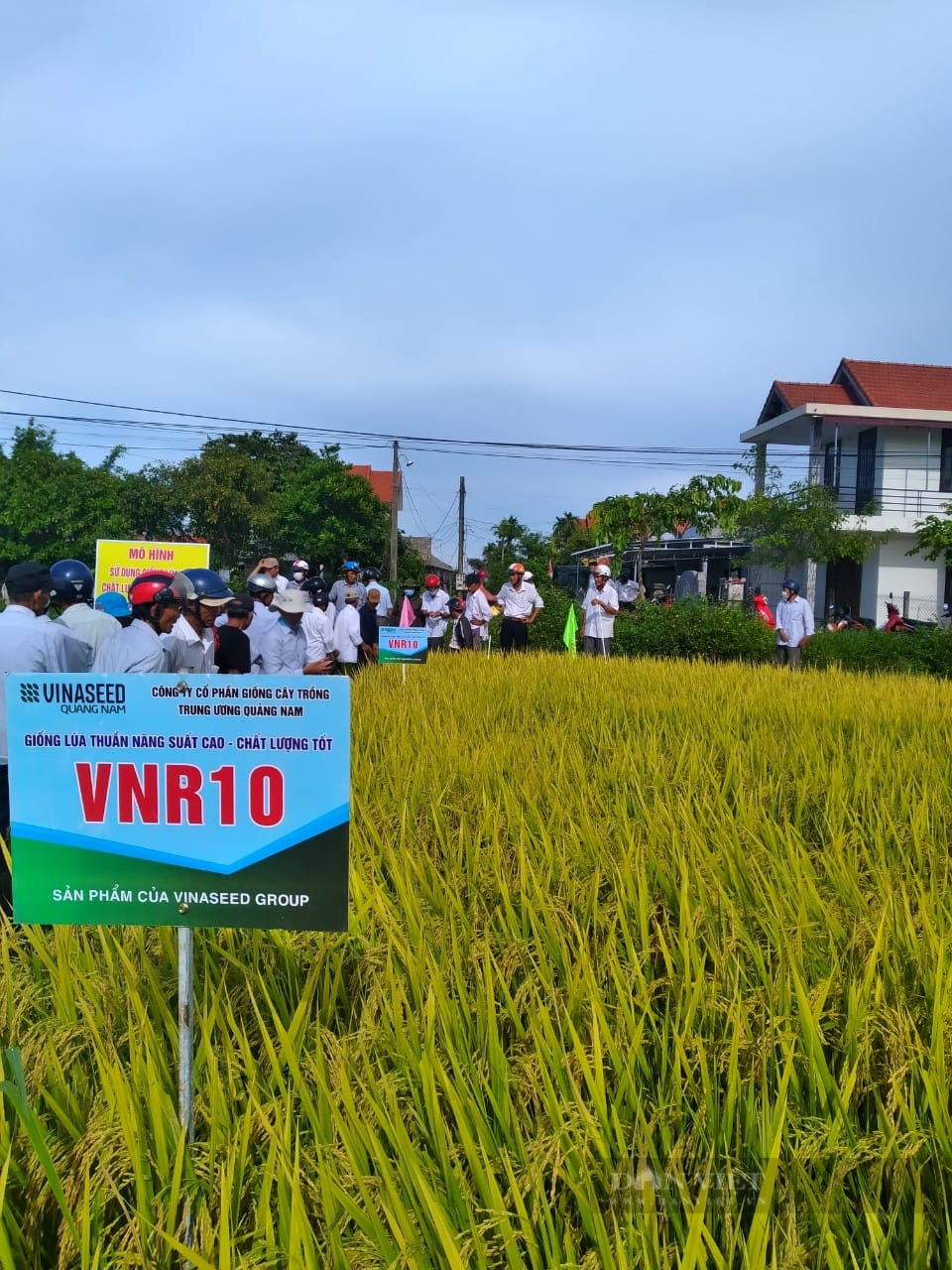 Giống lúa chín vàng rực, nông dân Thừa Thiên – Huế say đắm - Ảnh 2.