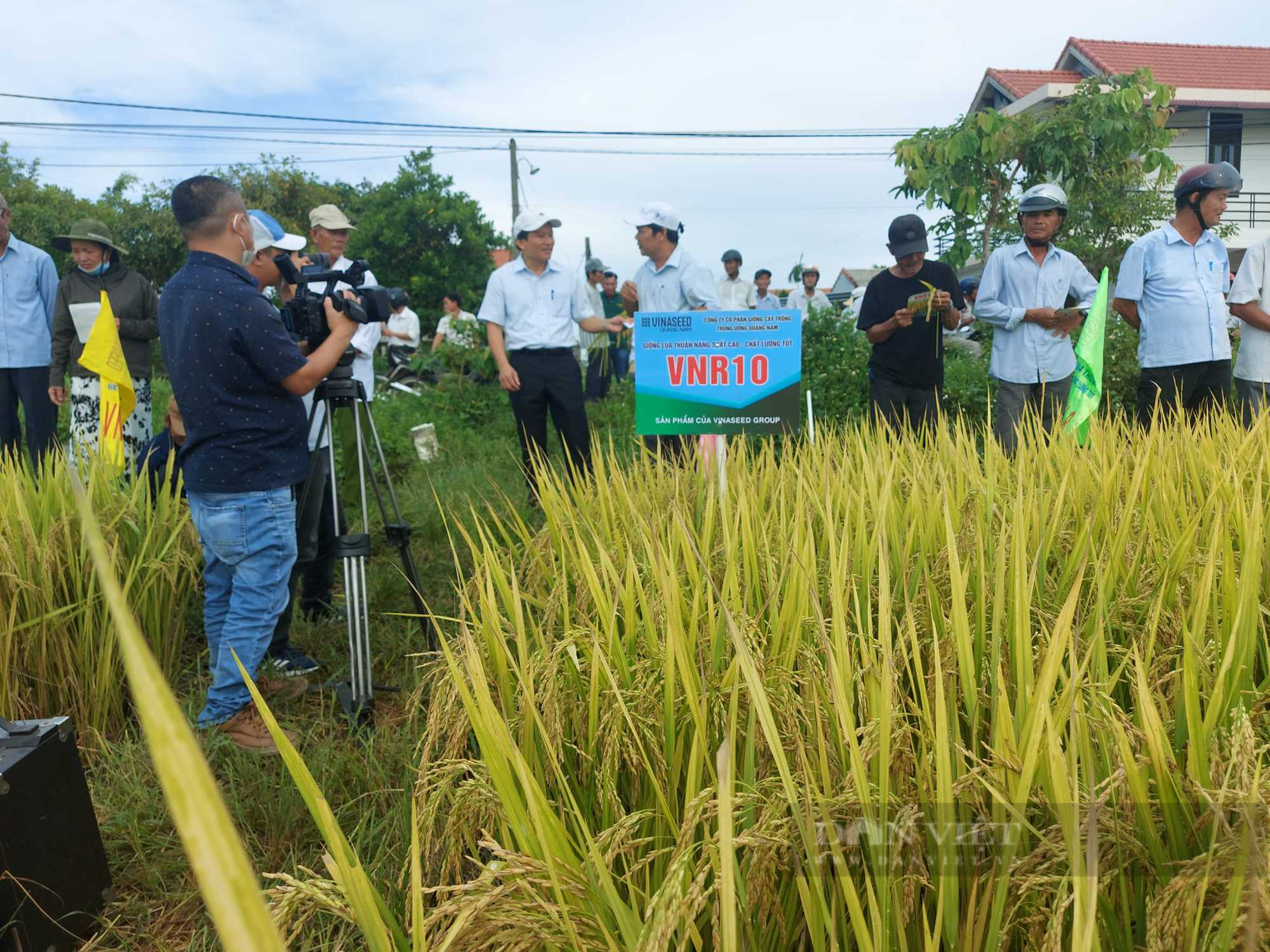 Giống lúa chín vàng rực, nông dân Thừa Thiên – Huế say đắm - Ảnh 4.