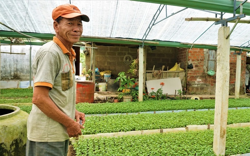 Trồng rau dại, trước chỉ nhổ vứt đi, nay hóa đặc sản, một nông dân Quảng Nam liên tục thu tiền