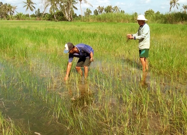 Giữ hay giảm diện tích đất lúa ĐBSCL: Khư khư giữ đất lúa mà làm nông dân nghèo mãi thì không nên - Ảnh 4.