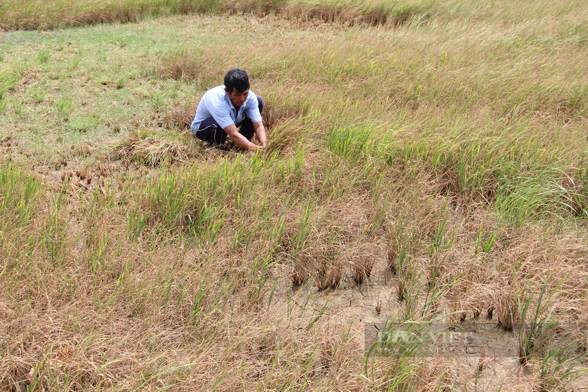 Giữ hay giảm diện tích đất trồng lúa ở ĐBSCL (Bài 7):  tích giảm giá lúa sẽ tăng, nông dân có lãi - Ảnh 2.