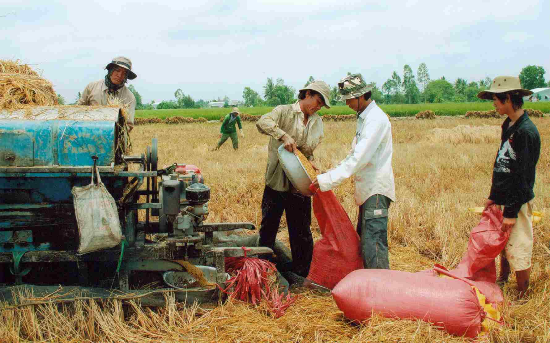 Giảm diện tích đất trồng lúa, lập tức giá lúa sẽ tăng, nông dân có lãi cao hơn (Bài 7) - Ảnh 1.