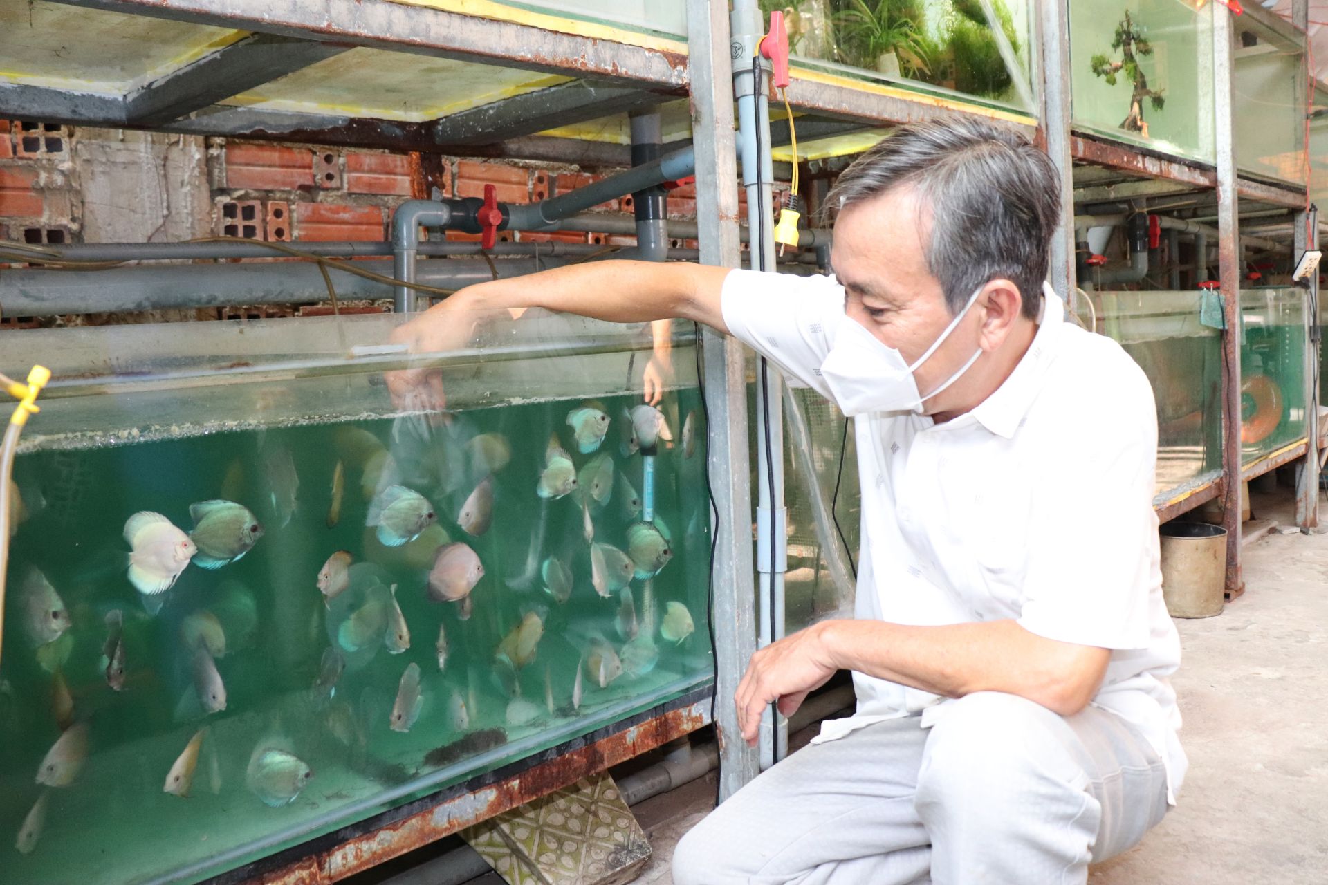 Nuôi cá dĩa bán cho thiên họa làm kiểng, ông nông dân Tây Ninh kiếm bộn tiền - Ảnh 1.