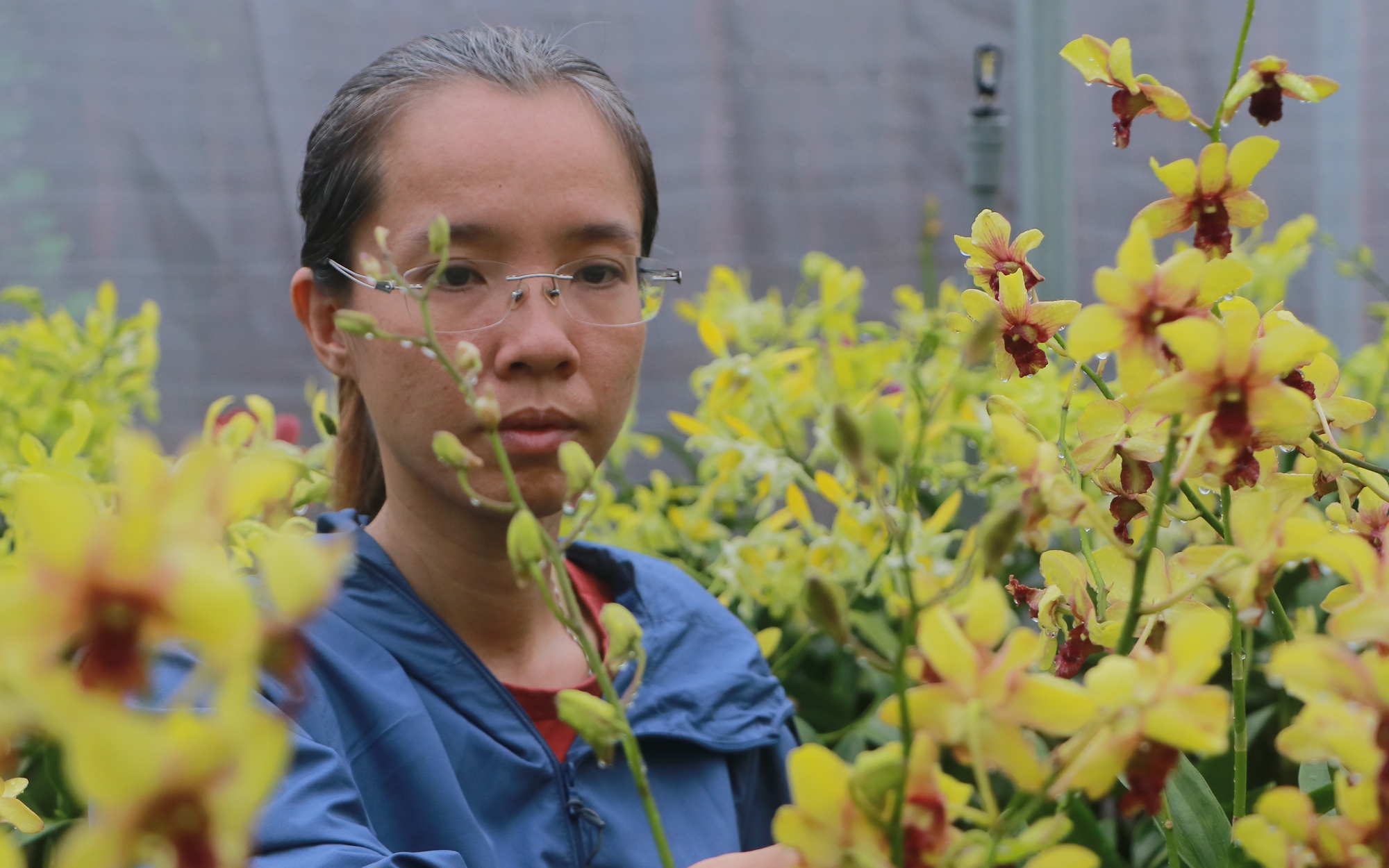HTX Vườn Lan Việt với mục tiêu đưa hoa lan Việt Nam ra thị trường quốc tế