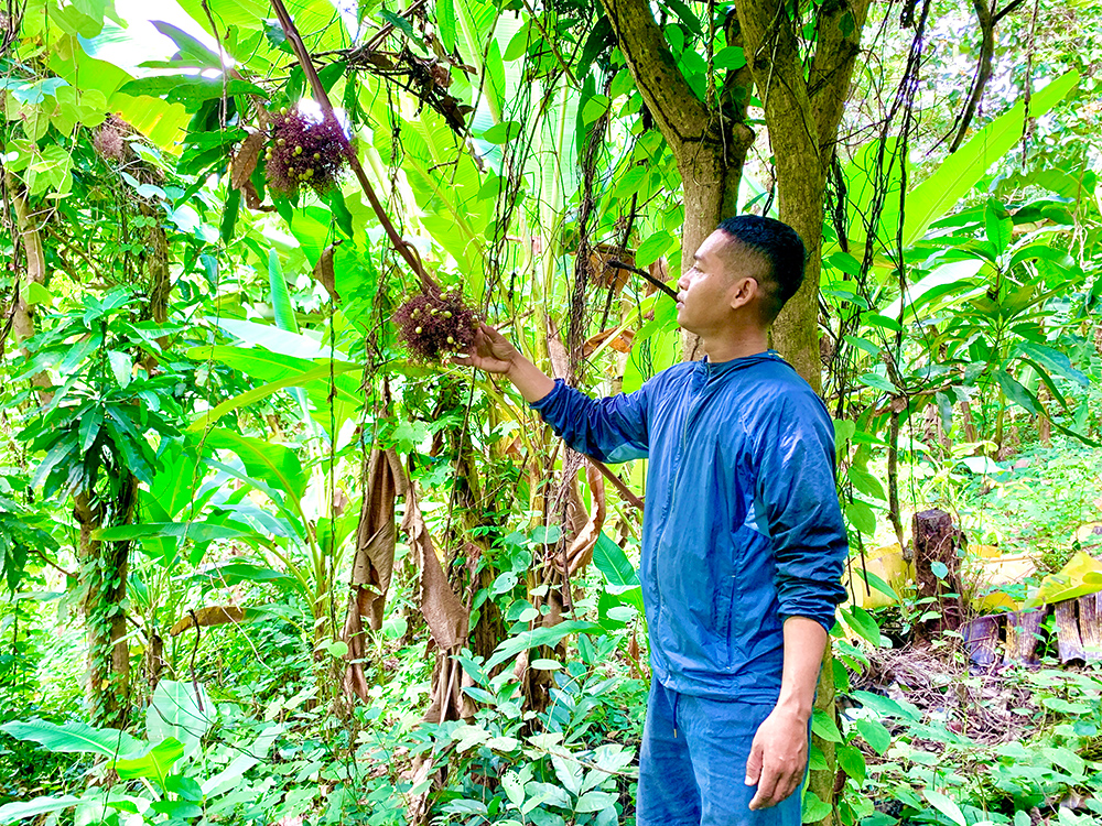 Vườn &quot;trồng lung tung&quot; đủ thứ cây rừng, ai ngờ chàng cử nhân bỏ phố về  An Giang bán thứ gì cũng đắt hàng - Ảnh 1.