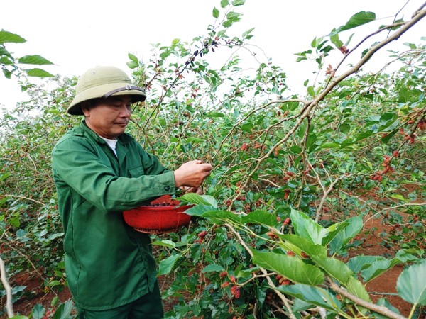 Nông dân sản xuất giỏi huyện Hướng Hóa ở Quảng Trị phủ xanh, làm giàu trên vùng đất lửa Khe Sanh - Ảnh 1.