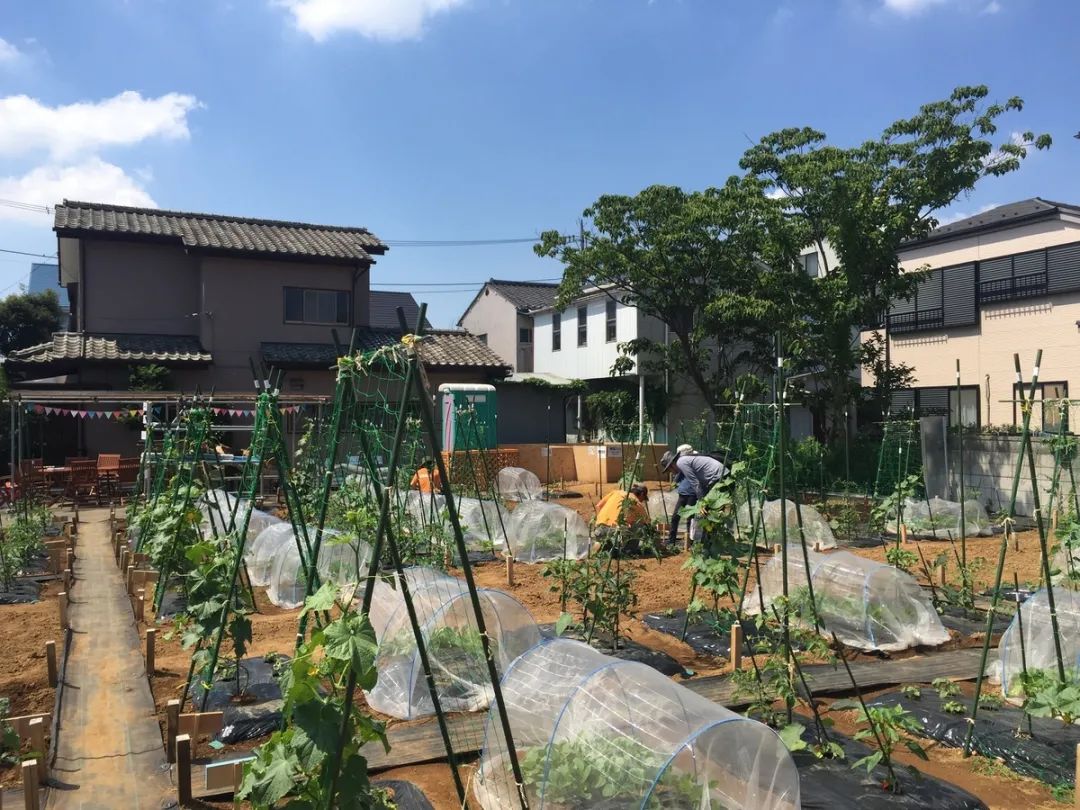 Thú vui điền viên của dân thành thị Nhật Bản: Thuê đất trồng rau, nghỉ việc về làm nông dân - Ảnh 17.