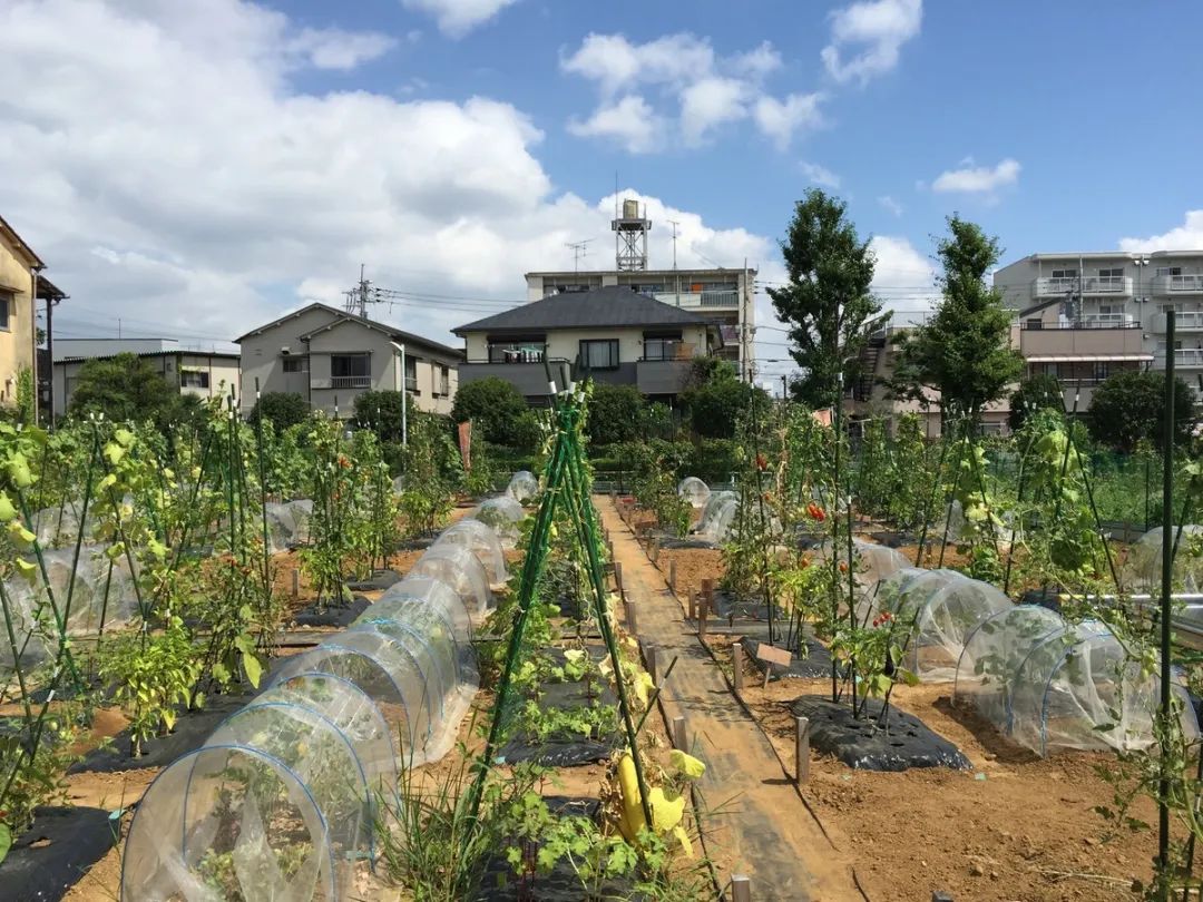 Thú vui điền viên của dân thành thị Nhật Bản: Thuê đất trồng rau, nghỉ việc về làm nông dân - Ảnh 18.