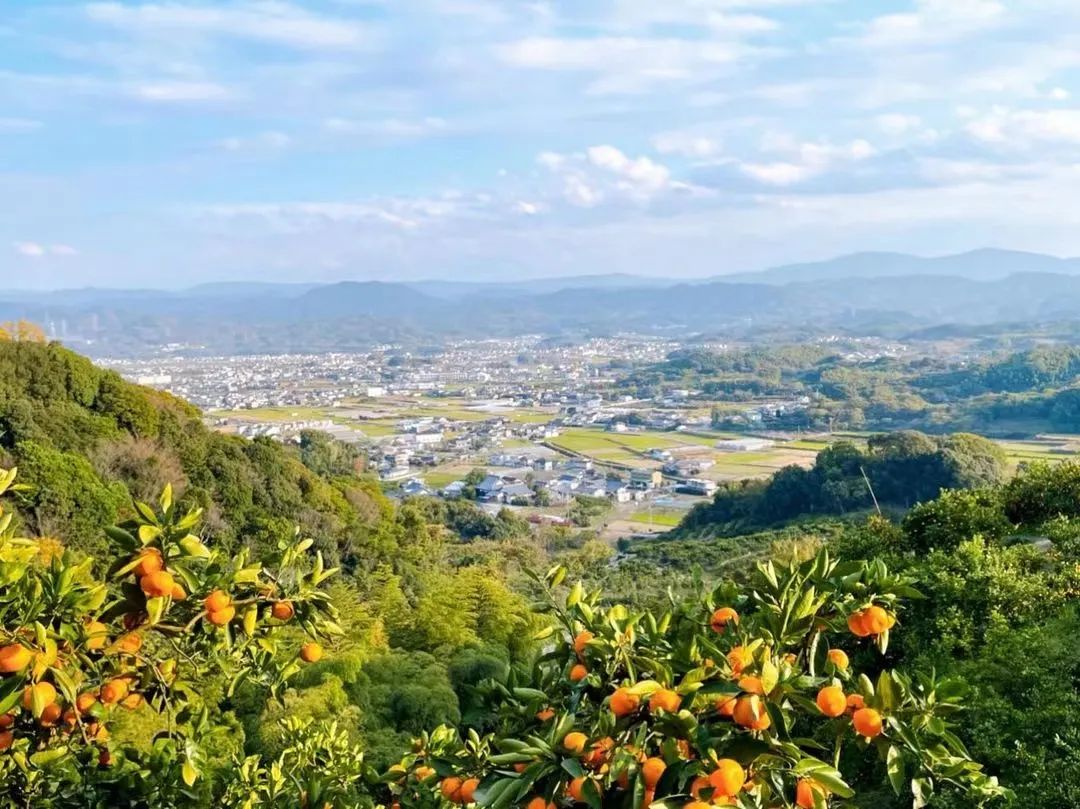 Thú vui điền viên của dân thành thị Nhật Bản: Thuê đất trồng rau, nghỉ việc về làm nông dân - Ảnh 19.