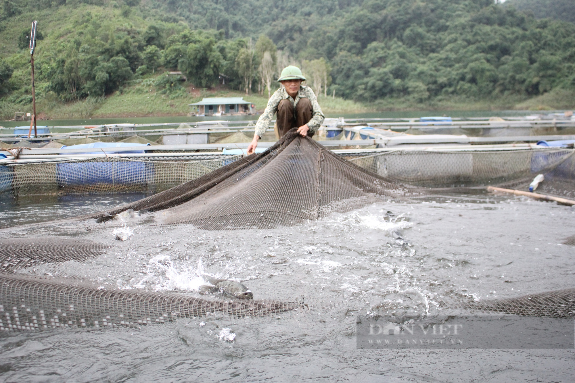 Giá cá lăng tăng đột biến 100.000 đồng/kg, người nuôi phấn khởi vì thu lãi hàng trăm triệu đồng - Ảnh 2.