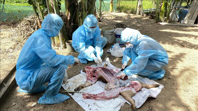 Phú Yên: Xử lý sự cố tiêm vaccine dịch tả lợn châu Phi - Ảnh 3.