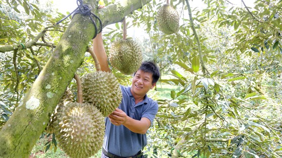 Sầu riêng và niềm vui chung - Ảnh 1.