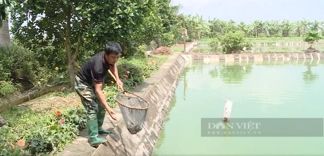 thu nhập nghề nuôi cá chạch sụn