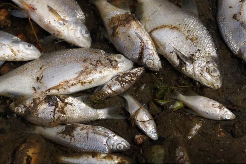 Bí ẩn hàng nghìn con cá chết trên sông ở biên giới Đức-Ba Lan - Ảnh 1.