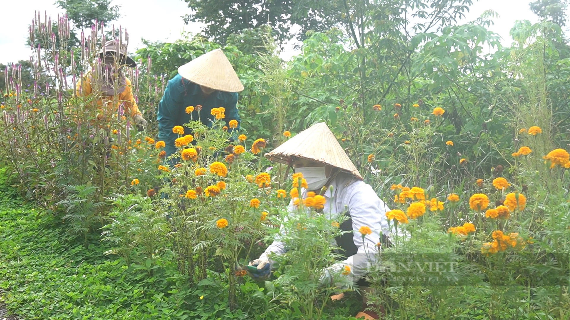 Con đường hoa ở Lộc An, chị em phụ nữ trong thôn cứ chủ nhật là gọi nhau đi trồng hoa, tỉa cỏ - Ảnh 2.