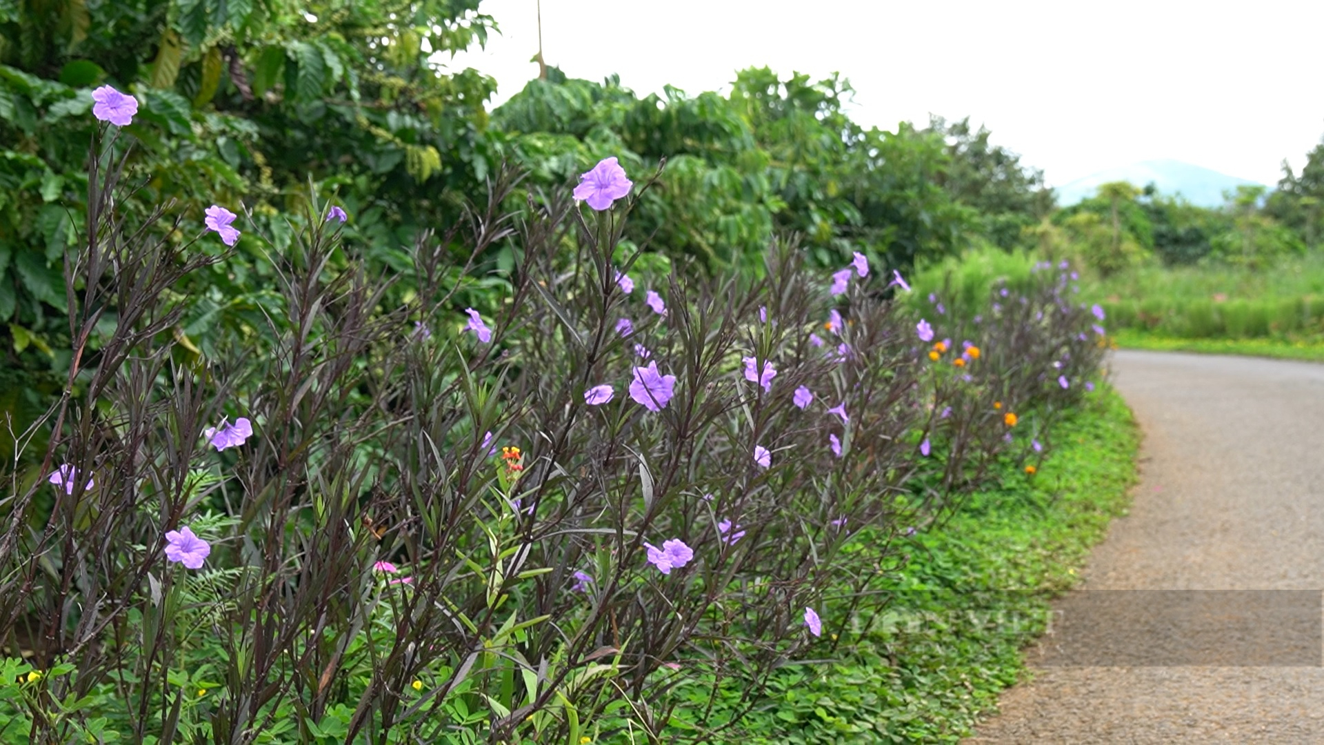 Con đường hoa ở Lộc An, chị em phụ nữ trong thôn cứ chủ nhật là gọi nhau đi trồng hoa, tỉa cỏ - Ảnh 5.