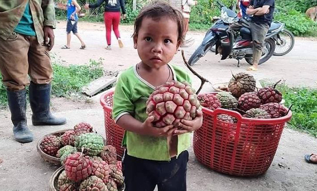 Loại na ruột đỏ đắt gấp 3 lần na thường, được mệnh danh &quot;thần dược phòng the&quot;, dân Việt không tiếc tiền mua - Ảnh 5.