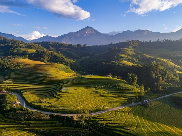 Ruộng bậc thang vào mùa lúa chín đẹp như phim đang gây &quot;sốt rần rần&quot; ở Sa Pa - Ảnh 1.