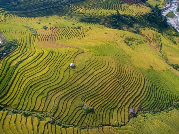 Ruộng bậc thang vào mùa lúa chín đẹp như phim đang gây &quot;sốt rần rần&quot; ở Sa Pa - Ảnh 2.