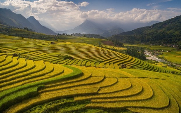 Ruộng bậc thang vào mùa lúa chín đẹp như phim đang gây "sốt rần rần" ở Sa Pa