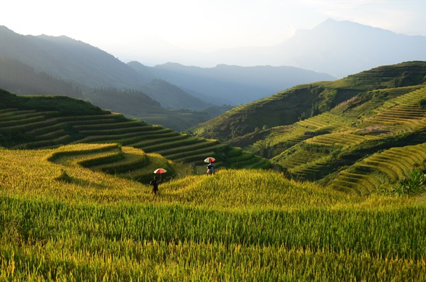 Ruộng bậc thang vào mùa lúa chín đẹp như phim đang gây &quot;sốt rần rần&quot; ở Sa Pa - Ảnh 4.