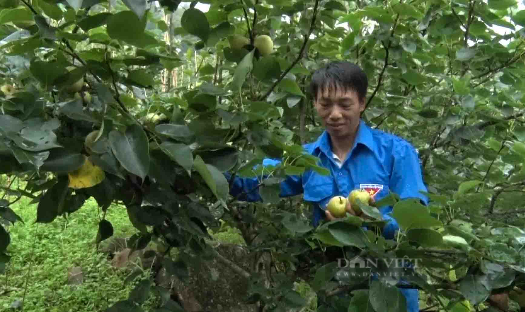 Trồng cây lê cho quả to tròn, ăn ngọt mát, nông dân Hồ Thầu phấn khởi vì có tiền - Ảnh 3.