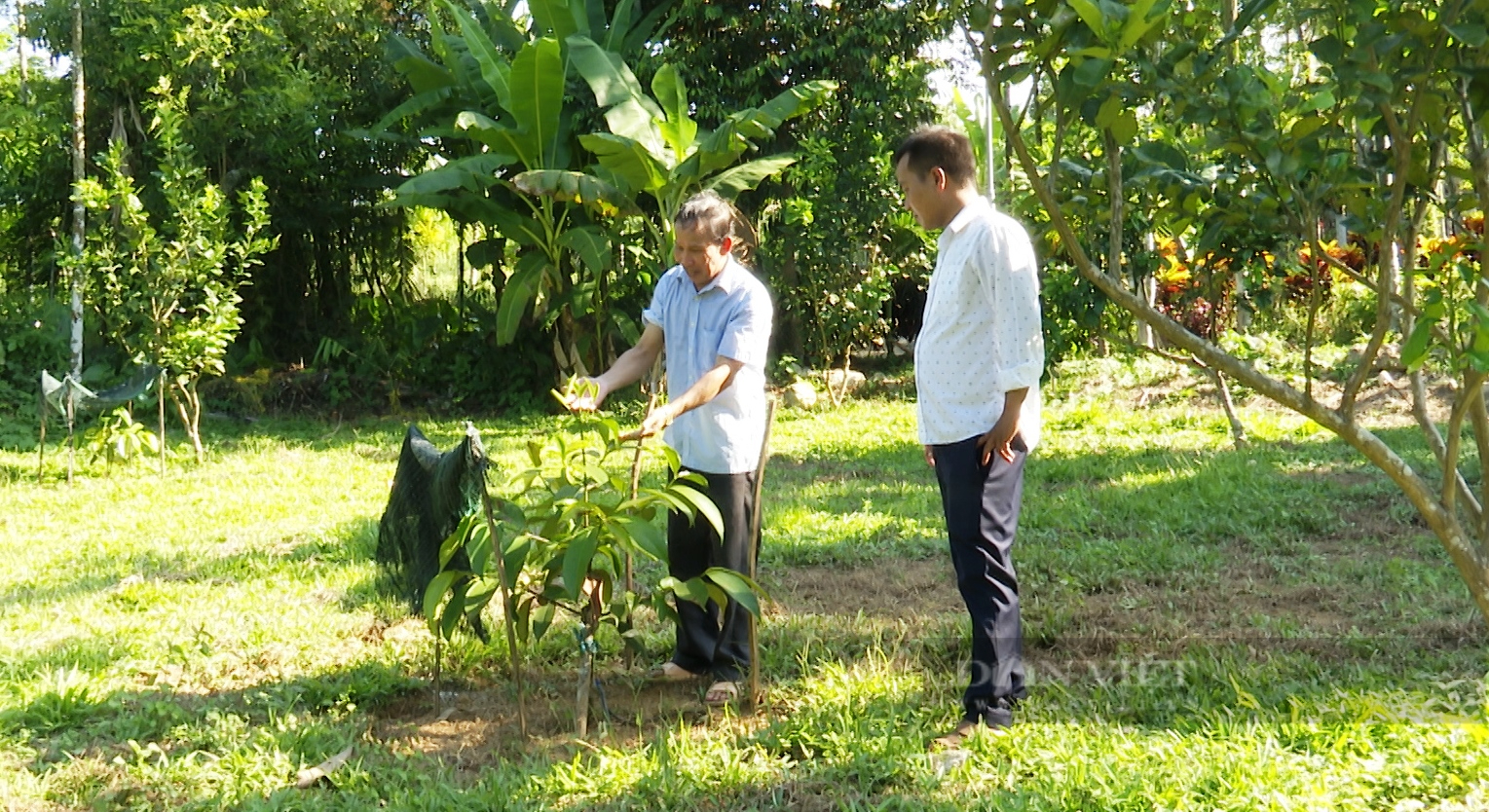 Quảng Nam: Trồng toàn cây ăn quả, lão nông xứ Tiên năm đút túi 100 triệu đồng  - Ảnh 5.