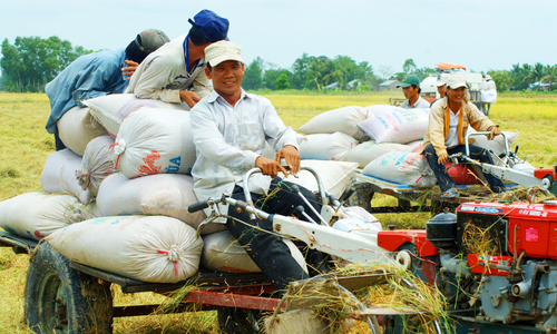 Sắp công bố hệ thống thông tin vùng trồng thanh long và lúa gạo - Ảnh 2.