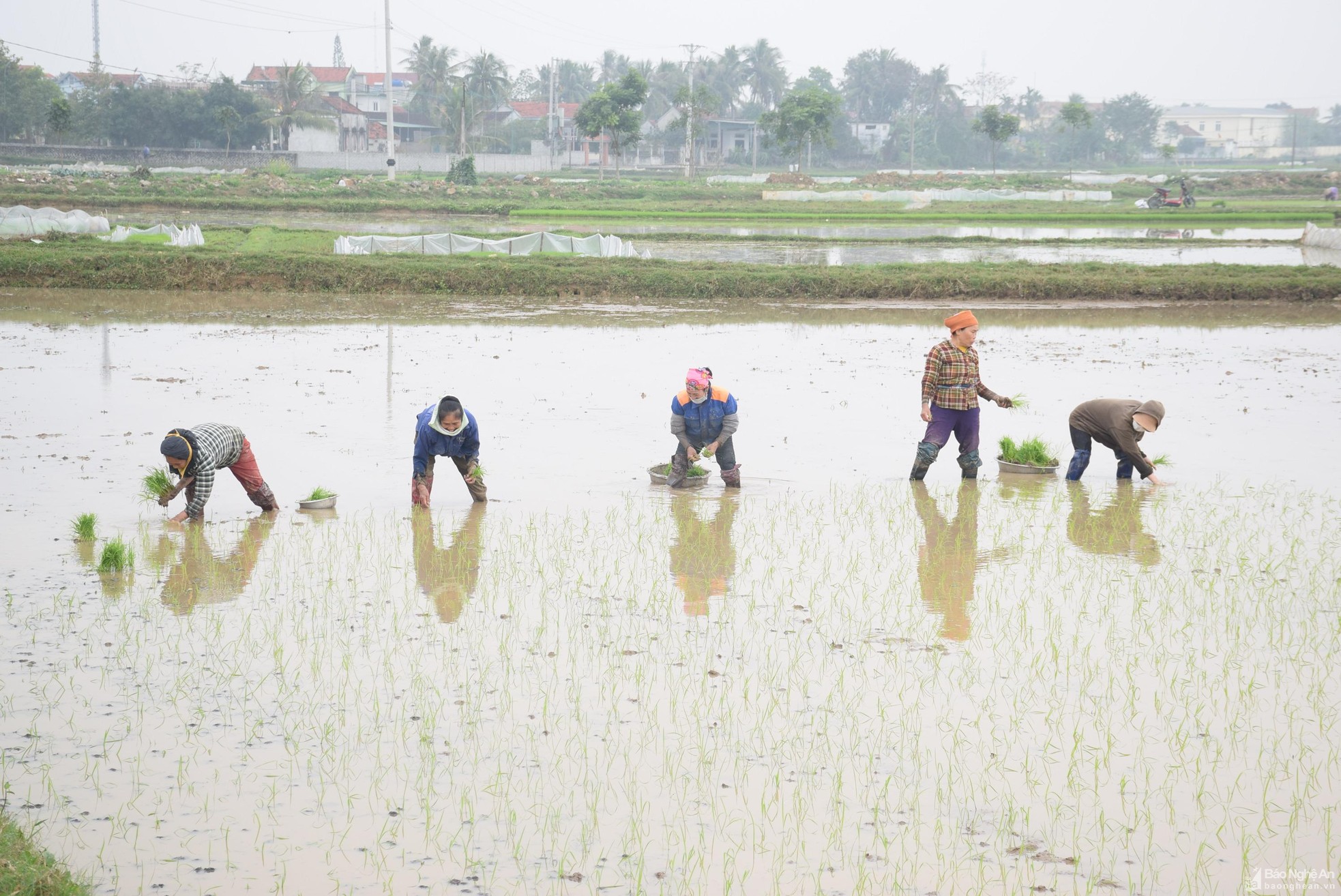 Nghệ An: Xu hướng bỏ hoang ruộng vụ hè thu ngày càng gia tăng - Ảnh 5.