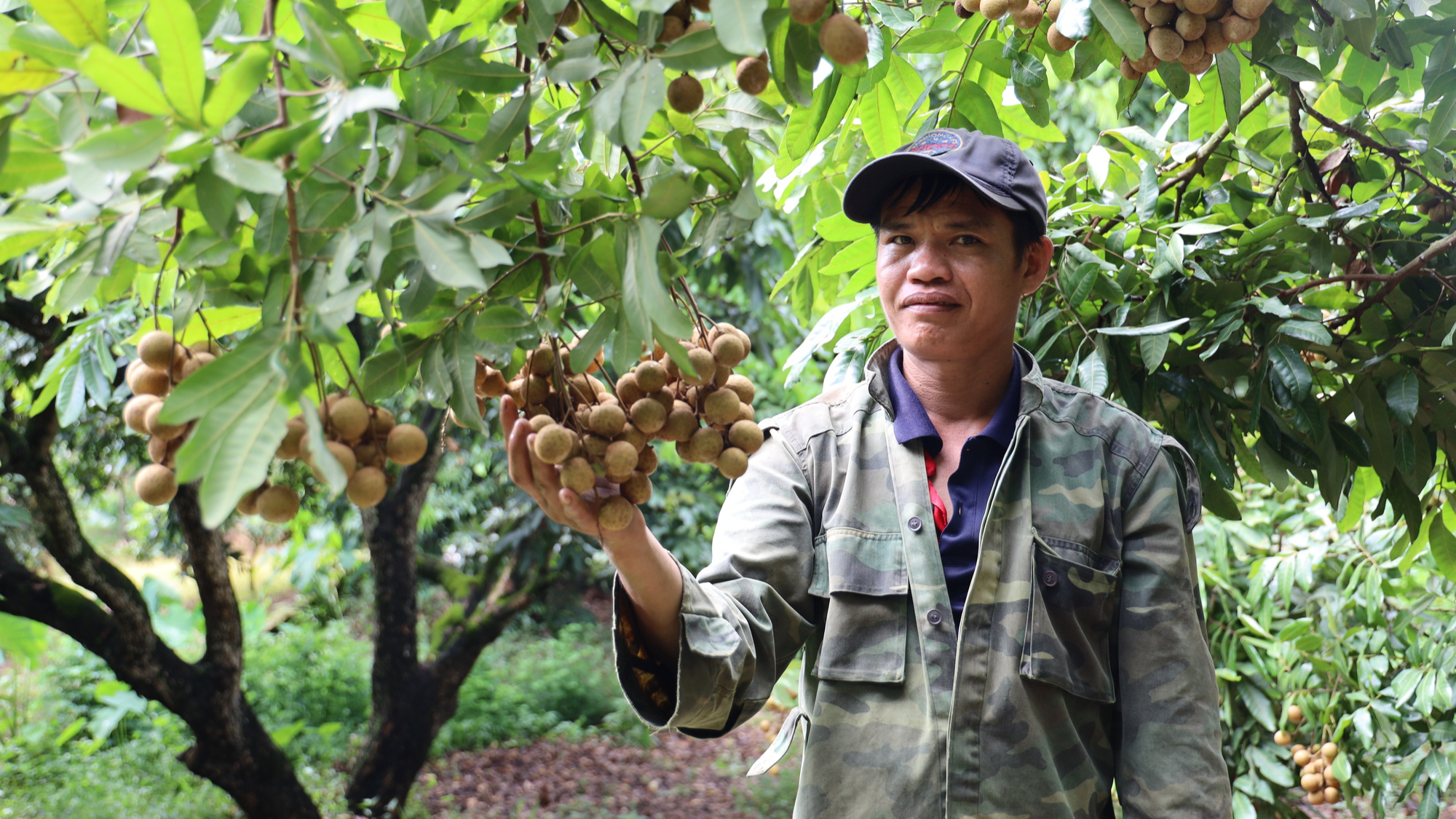 Sông Mã: Nông dân thành triệu phú nhờ cây nhãn - Ảnh 6.