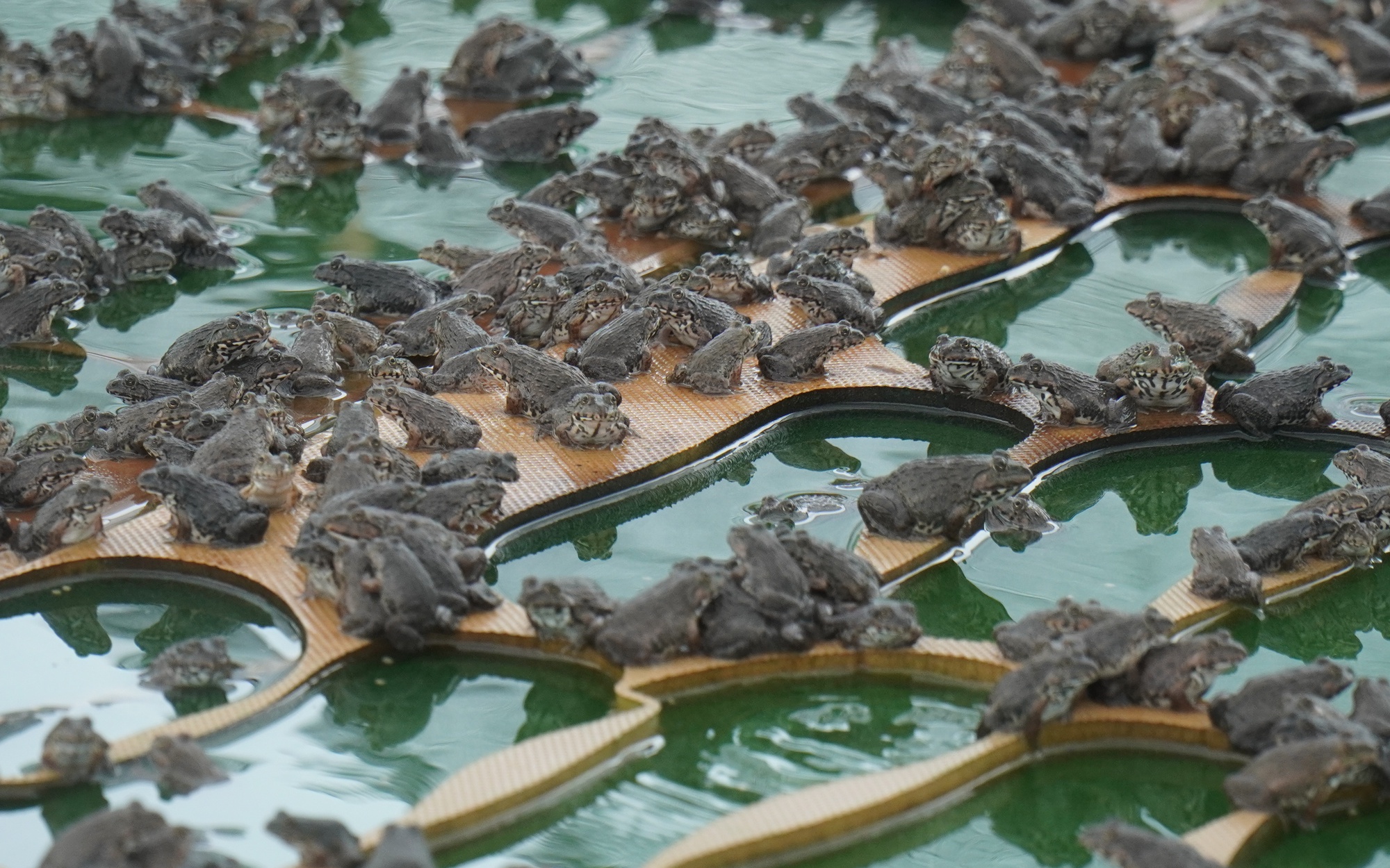 Bắc Ninh: Trên nuôi ếch, dưới nuôi cá trê ta, rô đồng, thu lời 1 tỷ đồng/năm