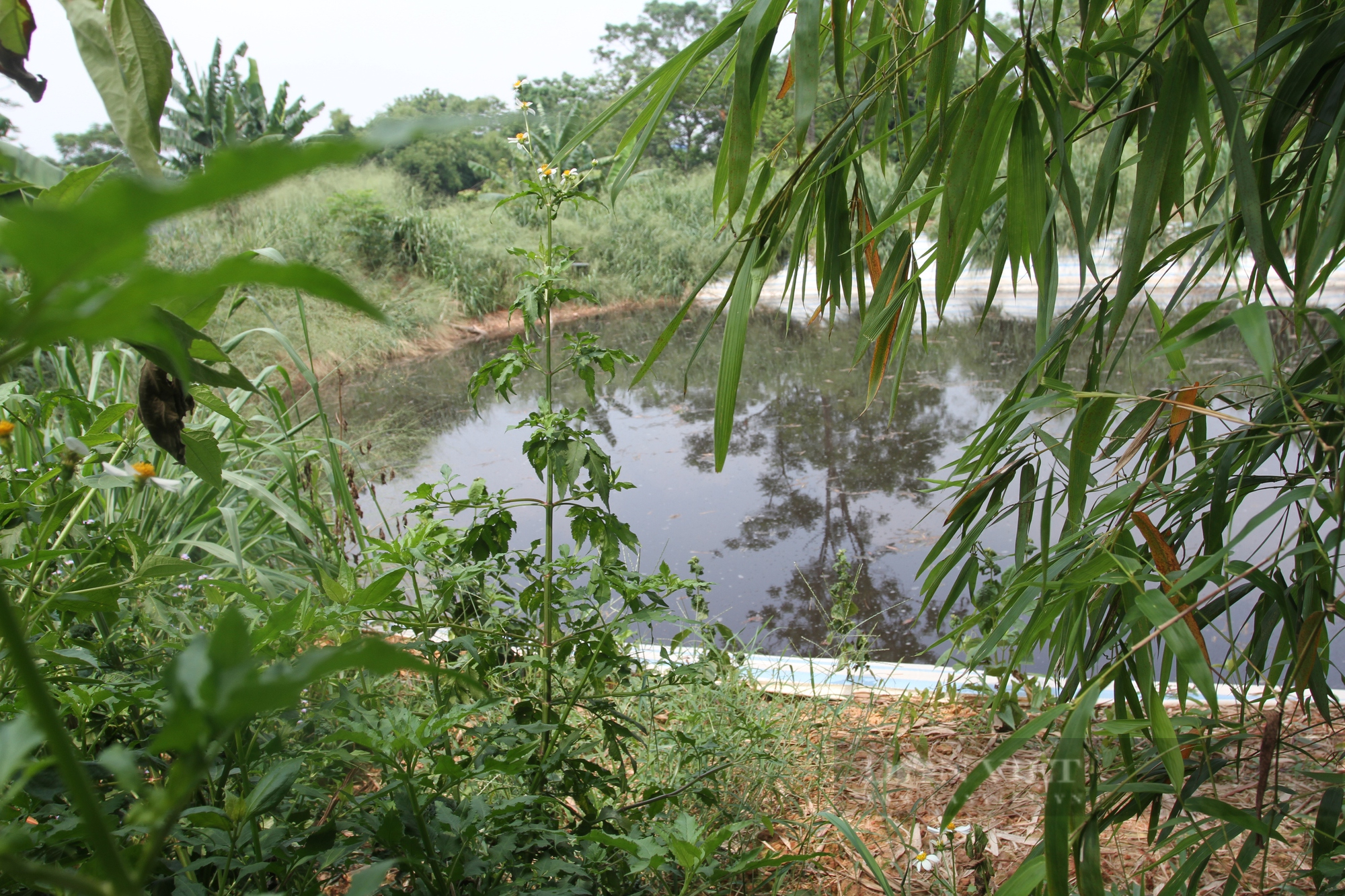 Thái Nguyên: Trang trại lợn xả thải gây ô nhiễm môi trường, cả làng chịu trận - Ảnh 2.