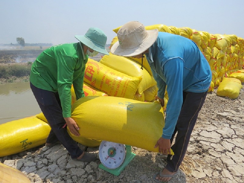 Việt Nam đã xuất khẩu gần 4,2 triệu tấn gạo, cao kỷ lục - Ảnh 1.
