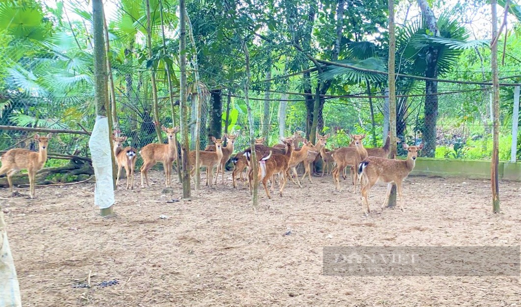 Hà Tĩnh: Trở thành Nông dân Việt Nam xuất sắc 2022 cũng nhờ nuôi loài thú đội thứ “đại bổ” trên đầu - Ảnh 8.