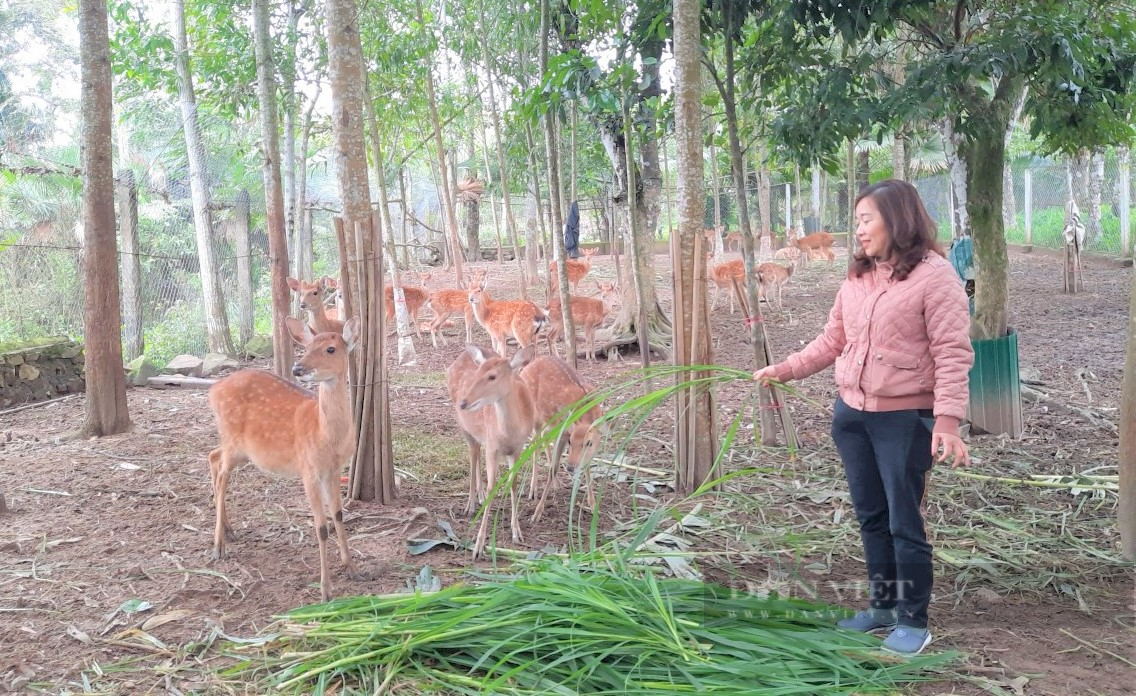 Hà Tĩnh: Trở thành Nông dân Việt Nam xuất sắc 2022 cũng nhờ nuôi loài thú đội thứ “đại bổ” trên đầu - Ảnh 4.