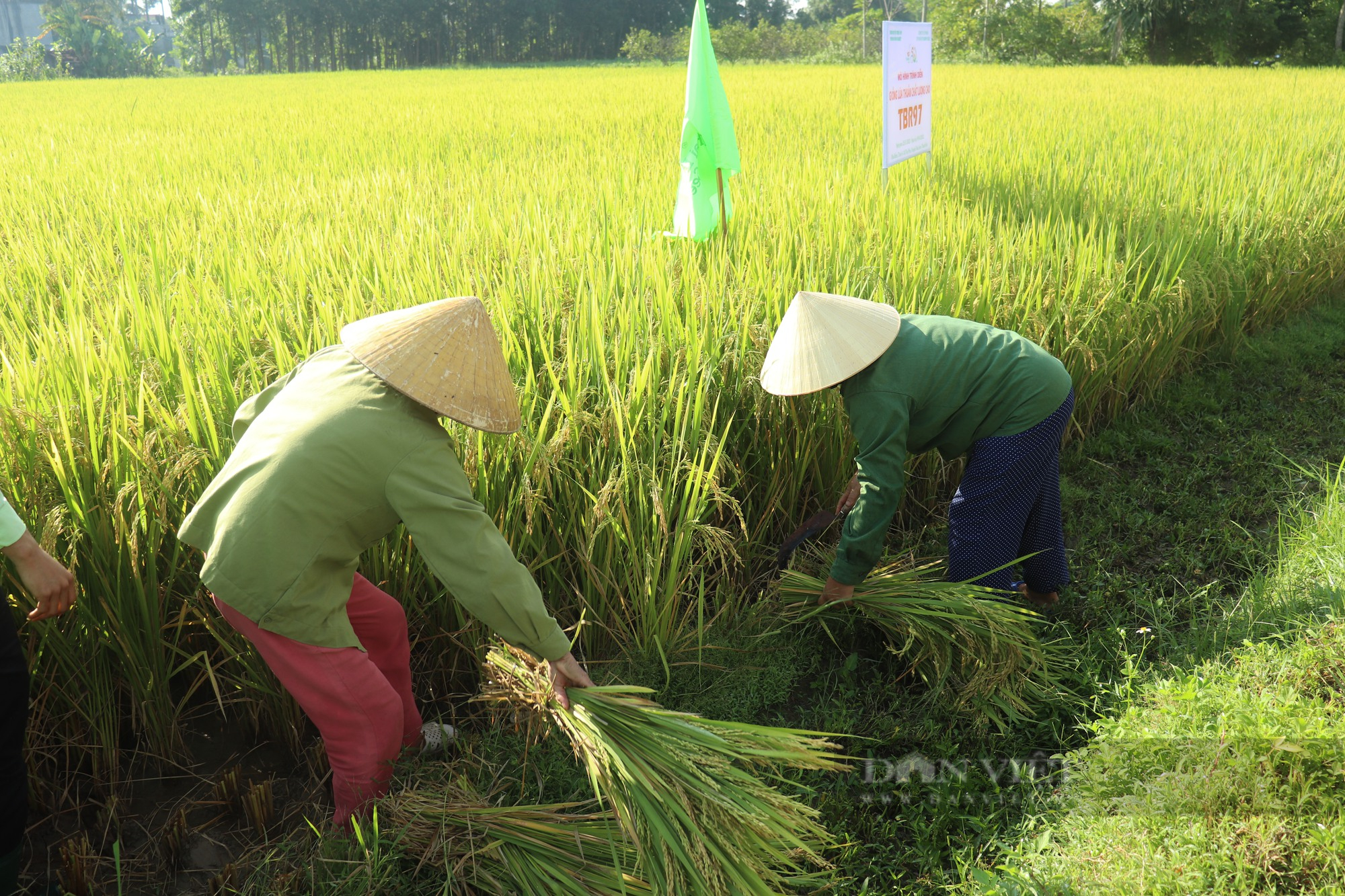 Đem hai giống lúa mới của ThaiBinh Seed đi nấu cơm, người dân ồ lên vì sự khác biệt? - Ảnh 6.