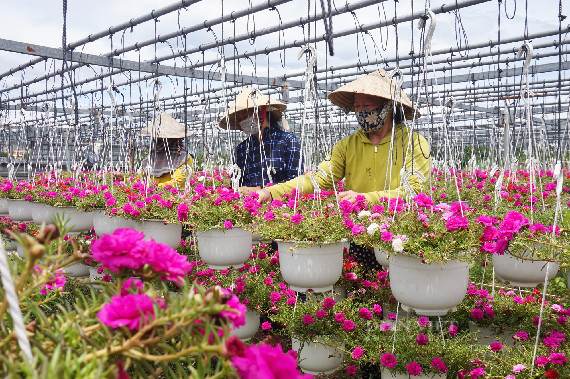 Hơn 10 năm trồng hoa treo mini, một nông dân Đà Nẵng trở thành Nông dân Việt Nam xuất sắc 2022 - Ảnh 4.