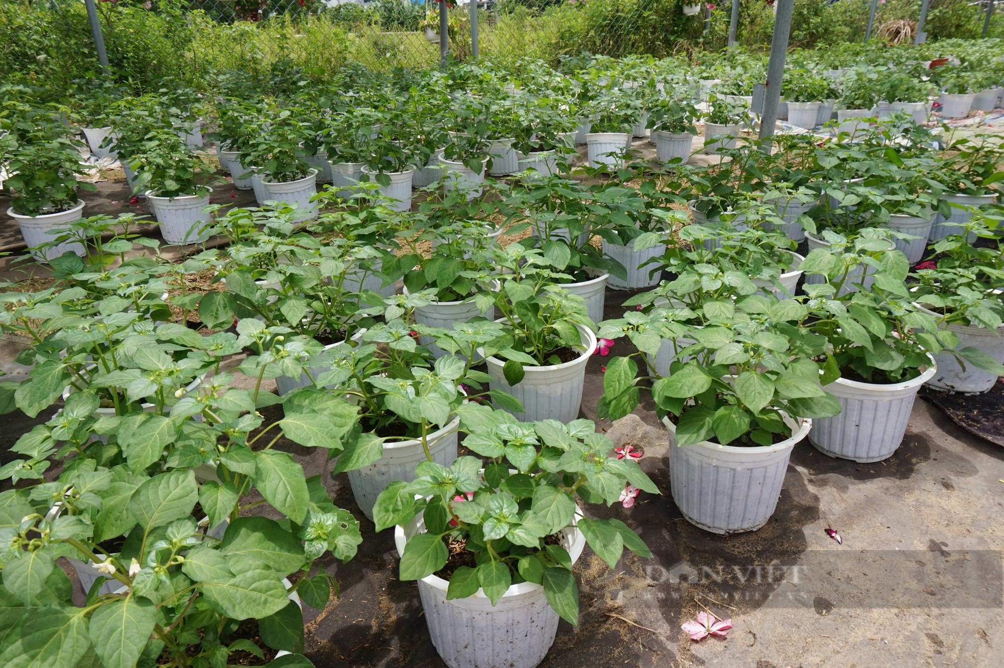 Hơn 10 năm trồng hoa treo mini, một nông dân Đà Nẵng trở thành Nông dân Việt Nam xuất sắc 2022 - Ảnh 6.