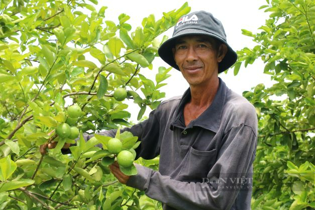 GOP/Chanh không hạt cho “trái ngọt” trên đất Ninh Thuận  - Ảnh 1.