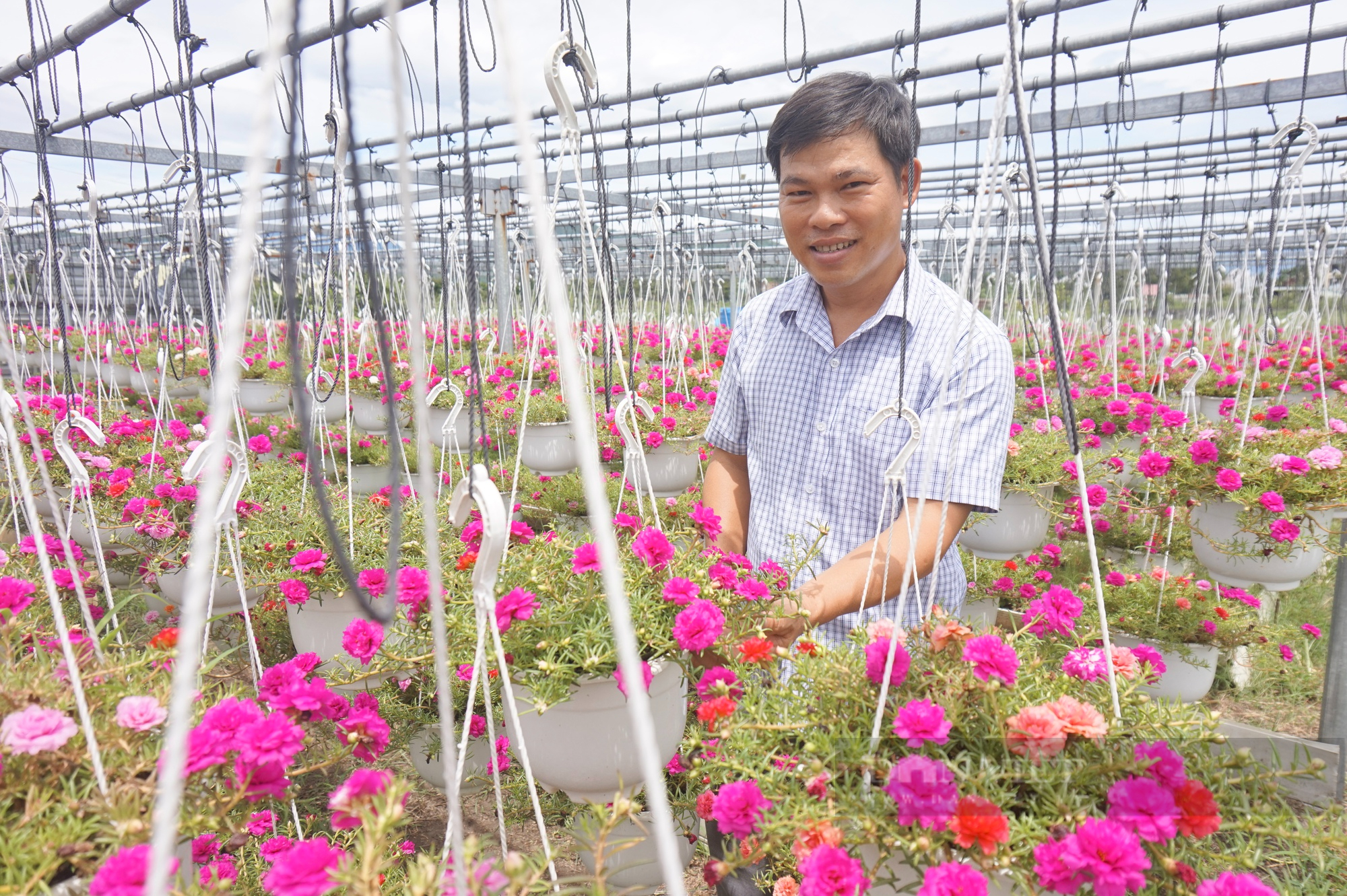 Hơn 10 năm trồng hoa treo mini, một nông dân Đà Nẵng trở thành Nông dân Việt Nam xuất sắc 2022 - Ảnh 9.