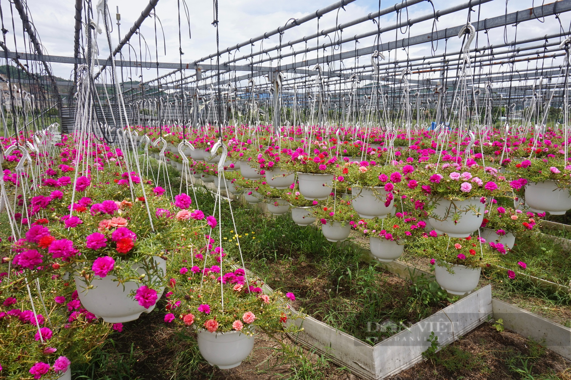 Hơn 10 năm trồng hoa treo mini, một nông dân Đà Nẵng trở thành Nông dân Việt Nam xuất sắc 2022 - Ảnh 13.