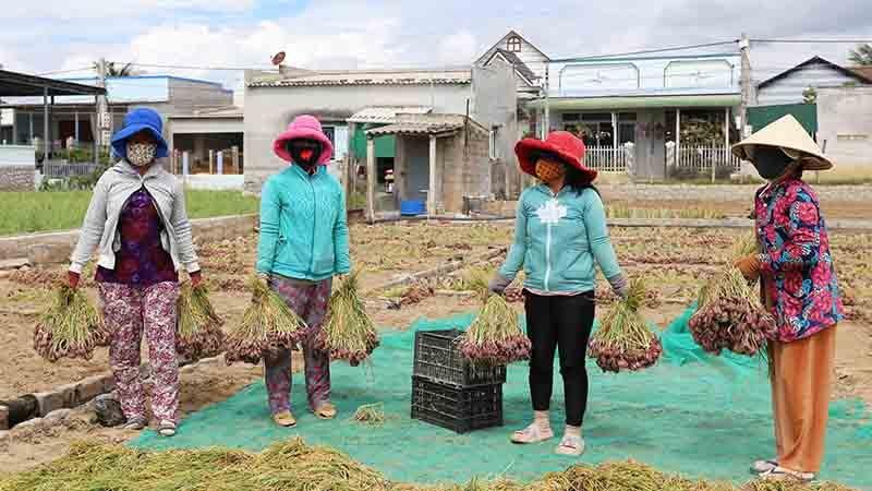 Trúng mùa hành tím vụ nam, nông dân Ninh Thuận phấn khởi