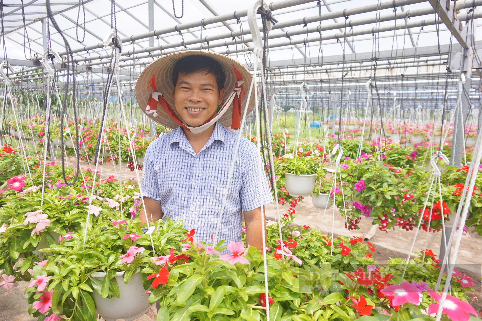 Hơn 10 năm trồng hoa treo mini, một nông dân Đà Nẵng trở thành Nông dân Việt Nam xuất sắc 2022 - Ảnh 1.