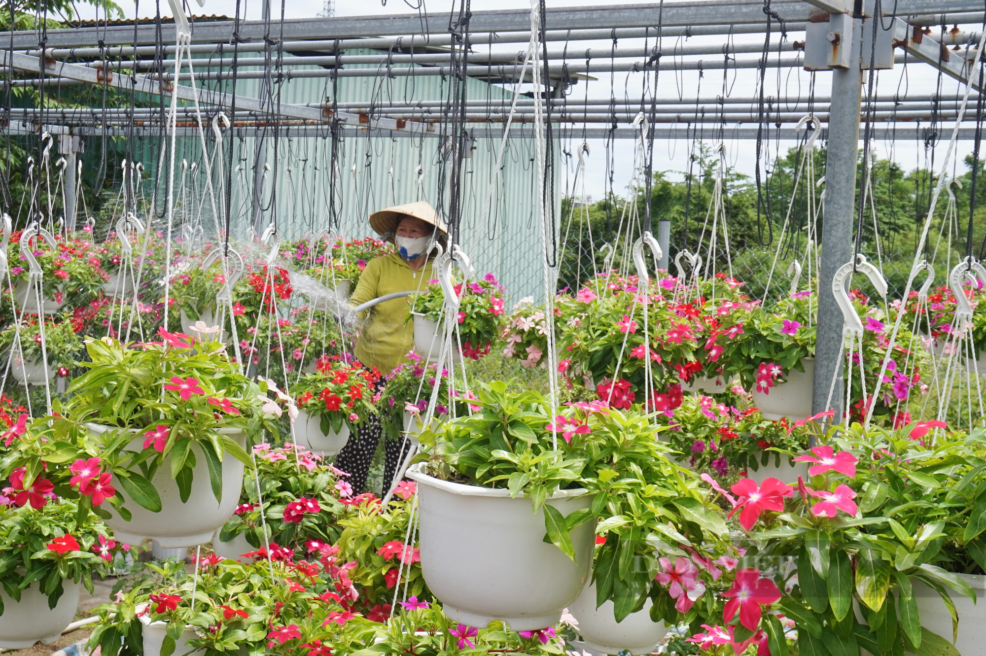 Hơn 10 năm trồng hoa treo mini, một nông dân Đà Nẵng trở thành Nông dân Việt Nam xuất sắc 2022 - Ảnh 10.
