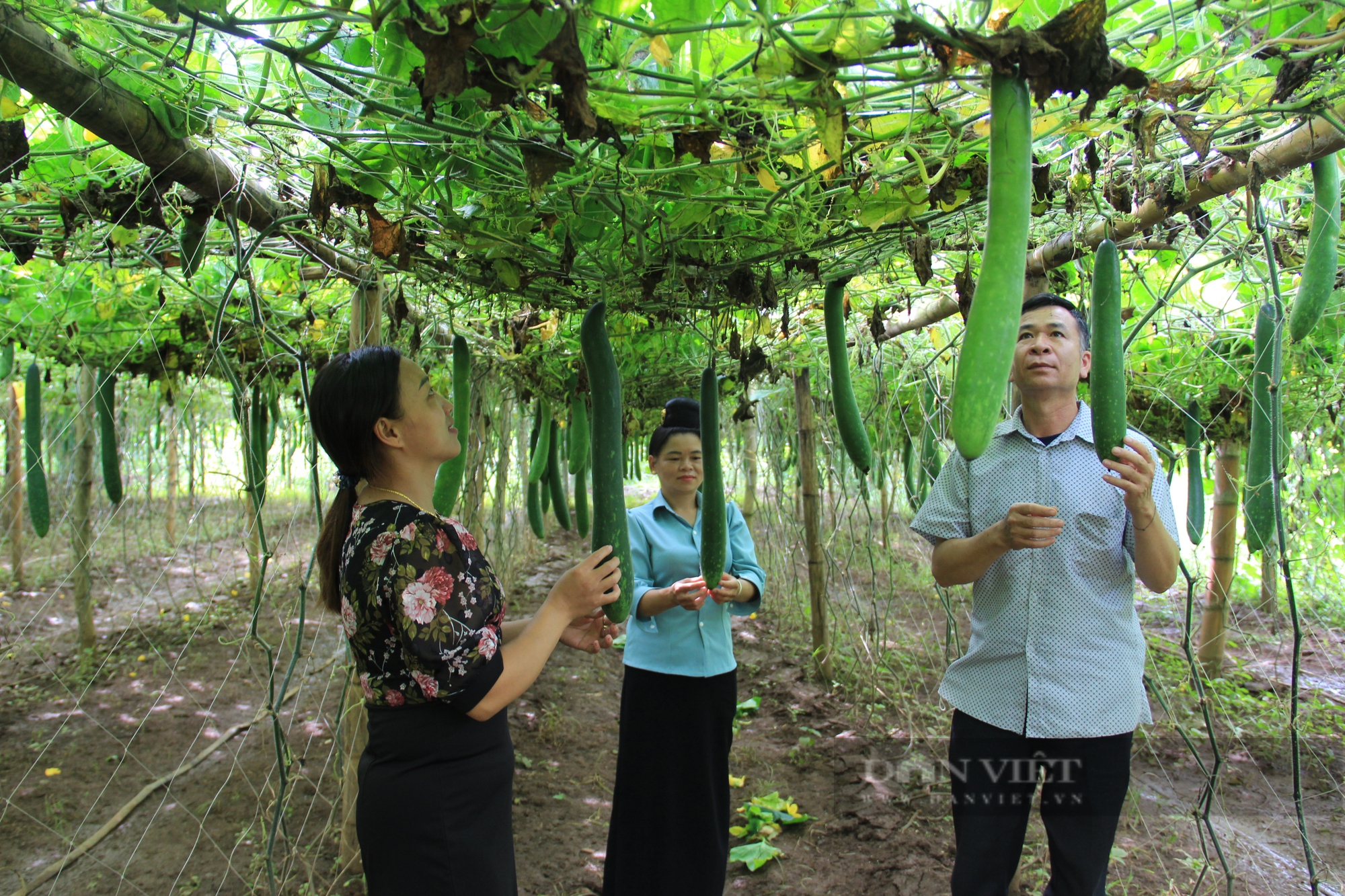 Nông dân ở Sơn La lãi hàng trăm triệu nhờ trồng rau quả liên kết với doanh nghiệp - Ảnh 4.