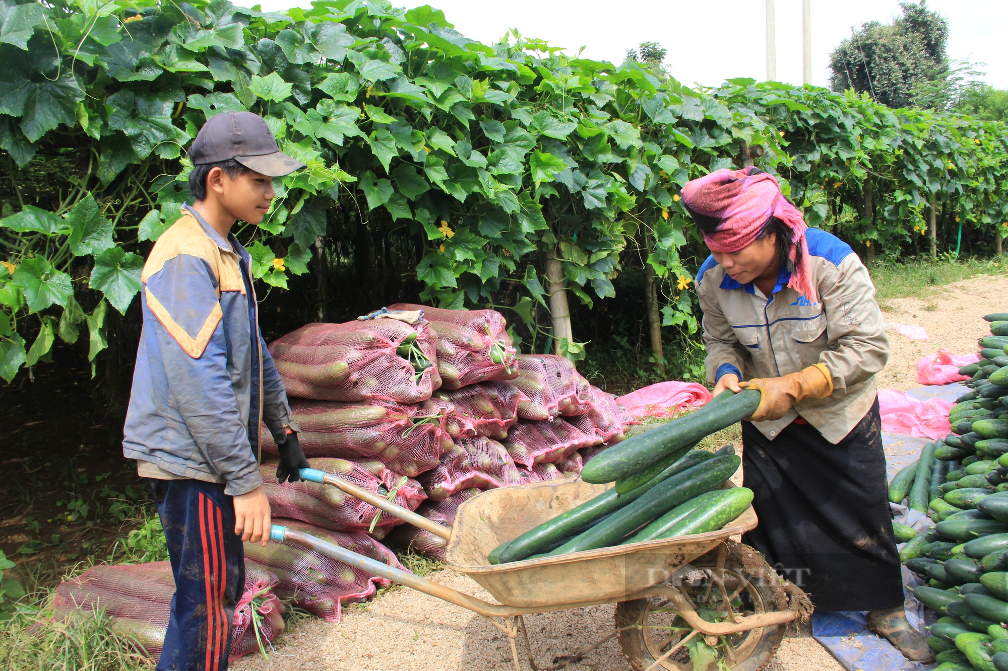 Nông dân ở Sơn La lãi hàng trăm triệu nhờ trồng rau quả liên kết với doanh nghiệp - Ảnh 1.