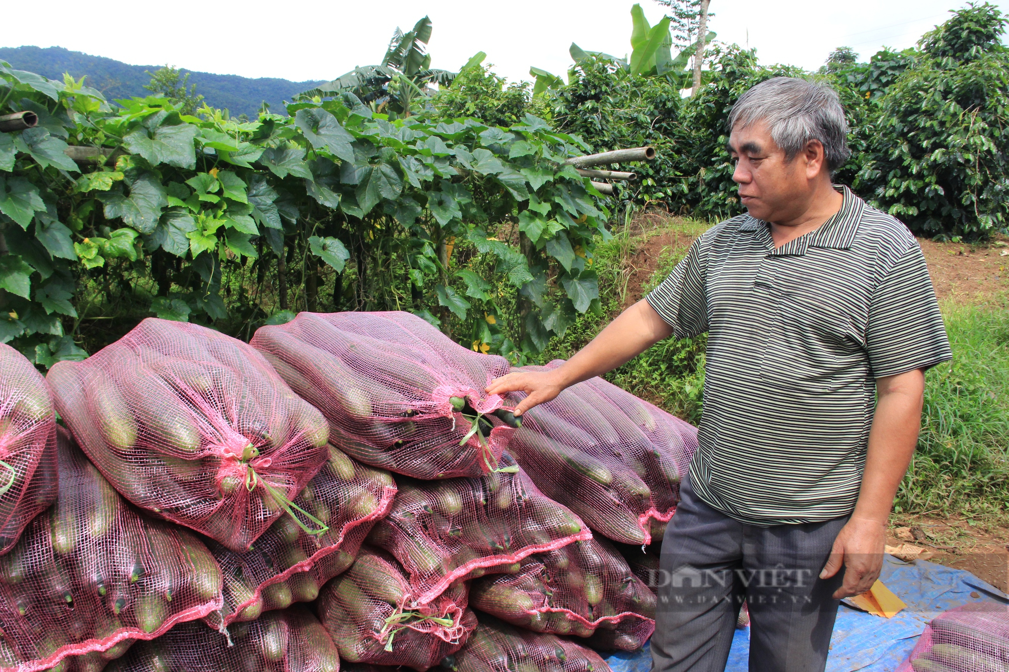 Nông dân ở Sơn La lãi hàng trăm triệu nhờ trồng rau quả liên kết với doanh nghiệp - Ảnh 3.